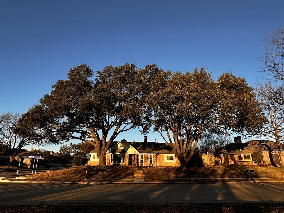 Established residential canopy tree shading a home in Mabie